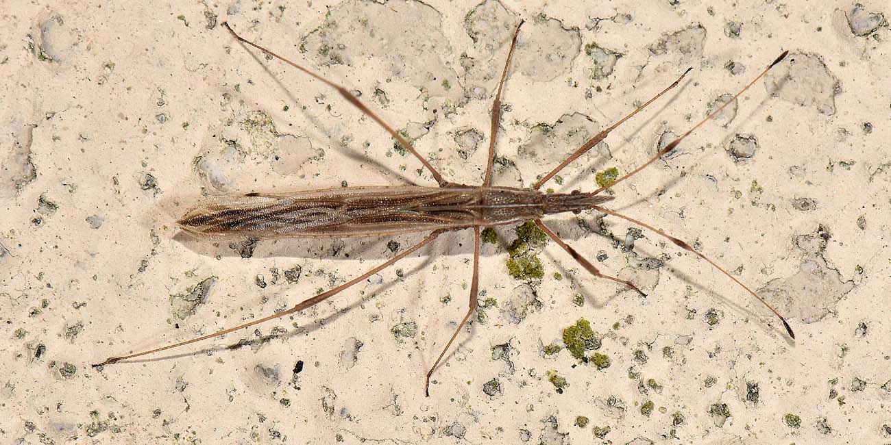 Berytidae: Berytinus hirticornis nigrolineatus